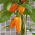 Sweet Fresh Bites Orange Pepper Seedlings | Vego Garden