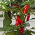 Hot Tamale Pepper Seedlings | Vego Garden