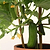 Quick Snack Cucumber Seedlings | Vego Garden