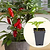 Hot Tamale Pepper Seedlings | Vego Garden