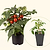 Cocoa Tomato Seedlings | Vego Garden