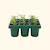 Giga Seedling Tray - 1 Pack