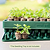 Seedling & Popper Tool