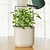 vego-garden-Self-Watering-Mini-Planter-Pot-with-Trellis
