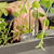 vego-garden-Self-WateringRollingTomatoPlanterPotwithTrellis