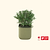 vego-garden-Self-Watering-Mini-Planter-Pot-with-Trellis