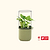 Tabletop Oasis Mini Bundle | Vego Garden