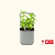 Tabletop Oasis Mini Bundle | Vego Garden