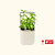 Grow Light Stand With Self-Watering Planter Bundle | Vego Garden