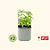 vego-garden-Self-Watering-Mini-Planter-Pot-with-Trellis