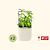 vego-garden-Self-Watering-Mini-Planter-Pot-with-Trellis