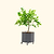 Self-Watering Rolling Citrus Tree Planter 30 Gallon - Gen 2
