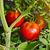 Celebrity Plus Tomato Seedlings | Vego Garden