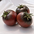 Cherokee Purple Tomato Seedlings | Vego Garden