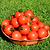 Mountain Magic Tomato Seedlings | Vego Garden