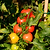 Mountain Magic Tomato Seedlings | Vego GardenMountain Magic Tomato Seedlings | Vego Garden