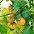 Sungold Tomato Seedlings | Vego Garden