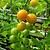 Sungold Tomato Seedlings | Vego Garden