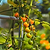 Sweet 100 Tomato Seedlings | Vego Garden