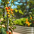 Sweet 100 Tomato Seedlings | Vego Garden
