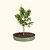 Classic Metal Tree Ring - 48" Dia. x 8" H | Vego Garden
