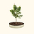 Classic Metal Tree Ring - 48" Dia. x 8" H | Vego Garden
