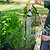 A gardener lifting a Vego Garden wire cloche lid by its handle above basil plants.| Vego Garden