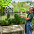 A gardener adjusting a Vego Garden wire cloche over plants in a white raised bed.| Vego Garden