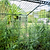 Interior view of a Vego Garden wire cloche above herbs growing in a raised bed.| Vego Garden