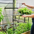 A gardener lifting the roof panel of a Vego Garden wire cloche above greenhouse plants.| Vego Garden