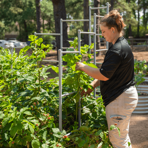 Vego garden beds