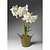 Double White Single Amaryllis | Vego Garden