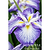 Cascade Spice Japanese Iris | Vego Garden