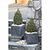 Tiny Tower® Dwarf Alberta Spruce | Vego Garden