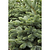Baby Blue Eyes Spruce | Vego Garden