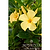 Sun Parasol® Sunbeam Mandevilla