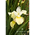 Butter & Sugar Siberian Iris | Vego Garden