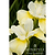 Butter & Sugar Siberian Iris | Vego Garden