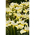 Butter & Sugar Siberian Iris | Vego Garden