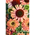 Fresco® Apricot Coneflower