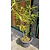 Golden Goddess Bamboo | Vego Garden