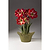 Red and White Trio Amaryllis | Vego Garden