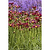 Li& | Vego Garden
