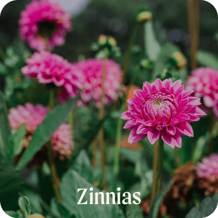 Zinnias