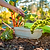 in-ground worm bin Lime | in-ground worm farm