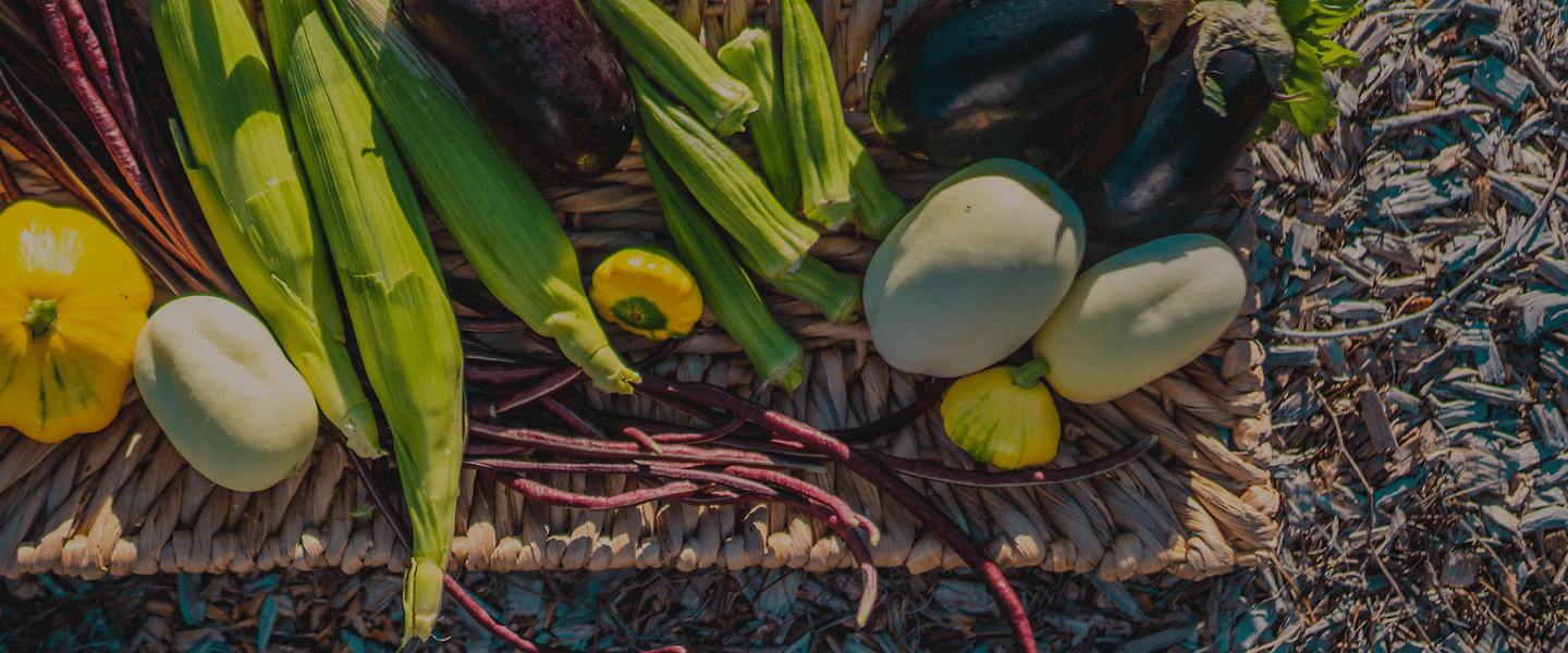 Vego garden beds