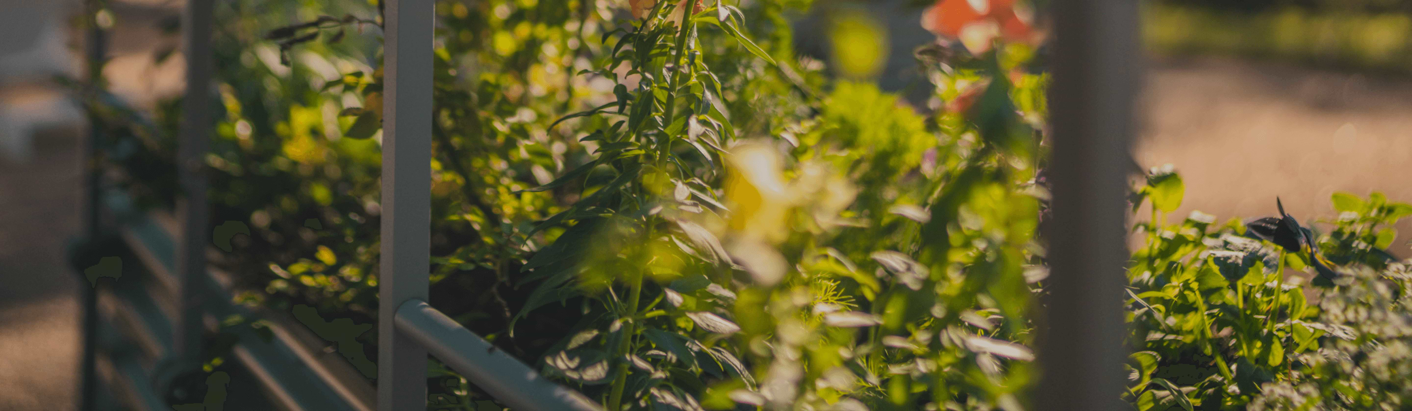 Vego garden beds