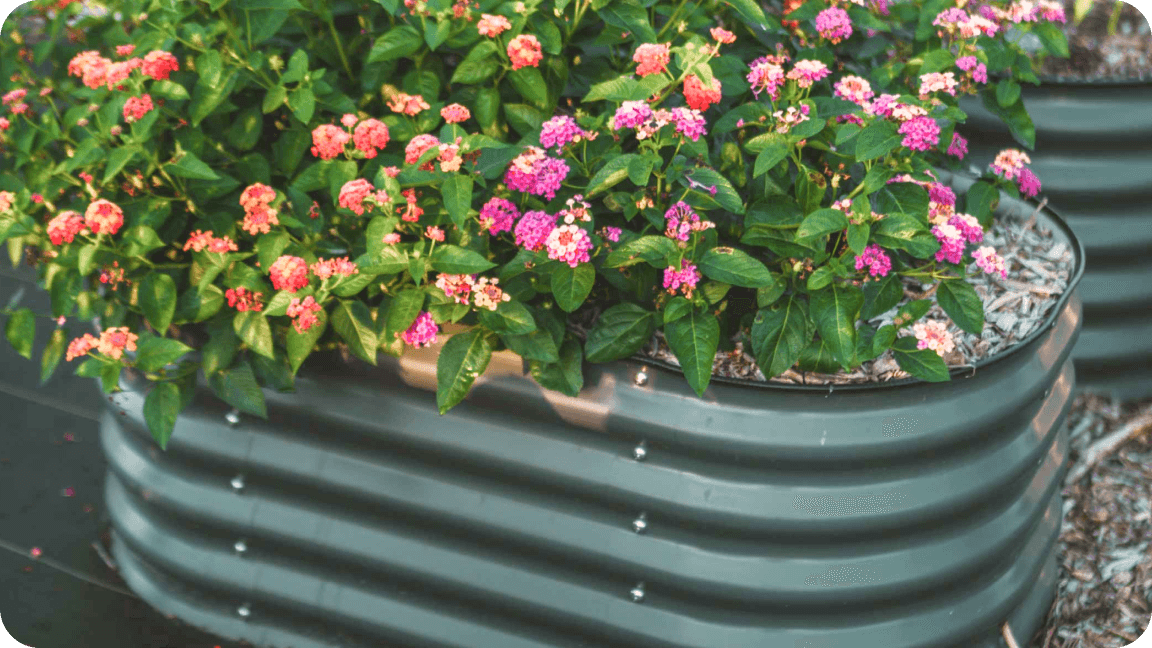 Vego garden beds