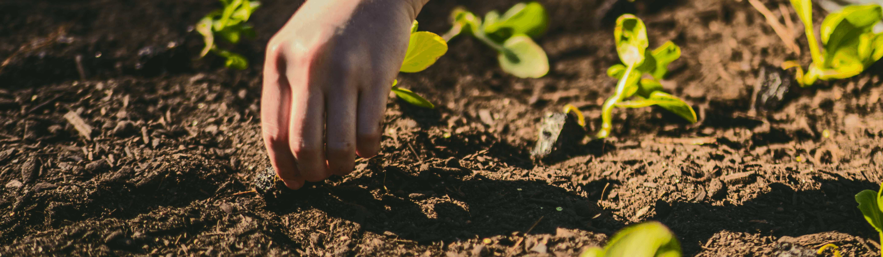 Vego garden beds
