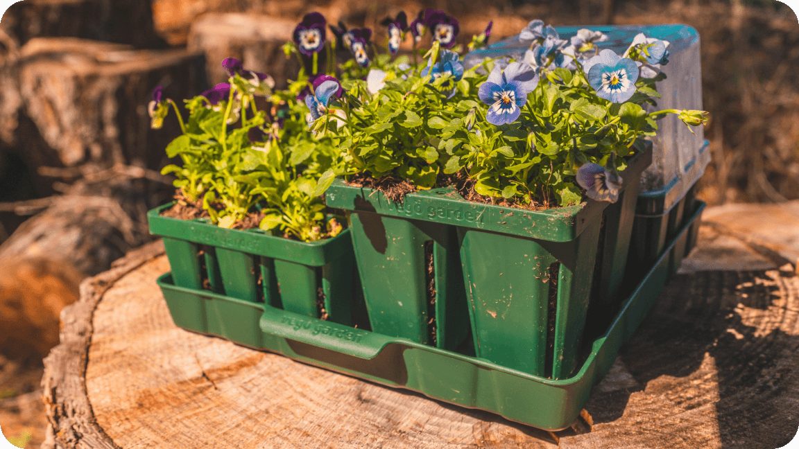 Vego garden beds